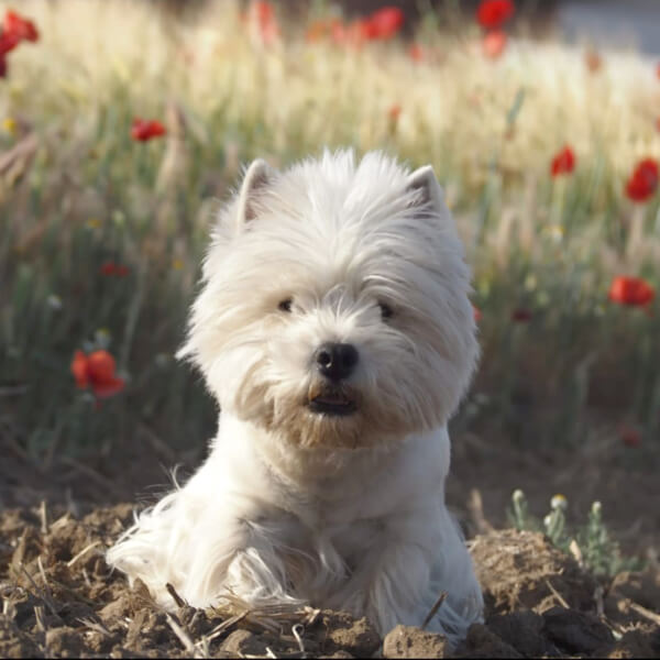 Veterinaria Veterinaria